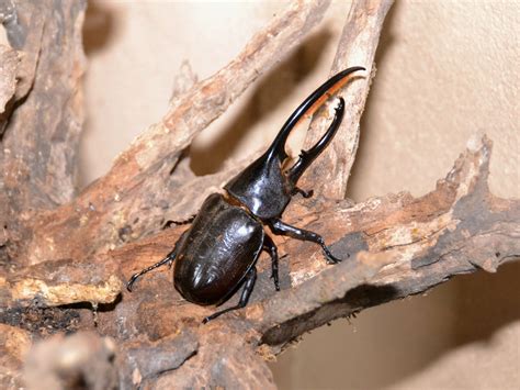 The Online Zoo - Hercules Beetle