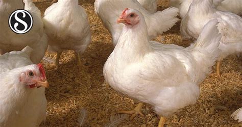 Performance Of Broiler Chickens Fed 8 Crude Fibre Diets At Three