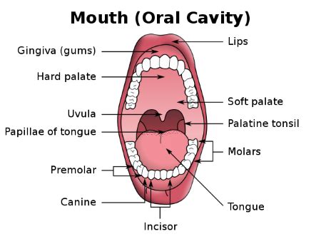 Nasal Cavity Mouth Pharynx Anatomy Structures Functions Study