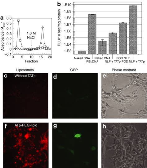 Trans Acting Transcriptional Activator Peptide Tatp Enhances Particle