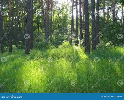 Clareira Verde Manchas Solares Brilhantes Na Floresta Selvagem