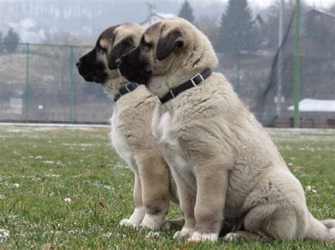 Kangal Shepherd Dog-Puppies for Sale – Jelena Dogshows