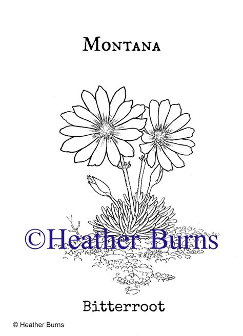 State Flower Coloring Book Montana State Flower Bitterroot
