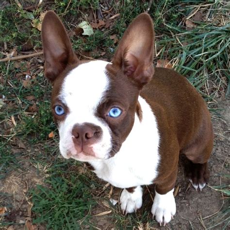 Red Boston Terrier With Blue Eyes Boston Terrier Dog Boston Terrier