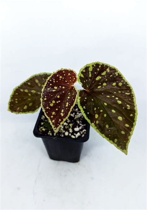 Begonia Darthvaderiana X Chlorosticta Hybrid Begoniasymas