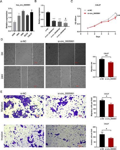 Frontiers Circular Rna Related Cerna Network And Prognostic Signature