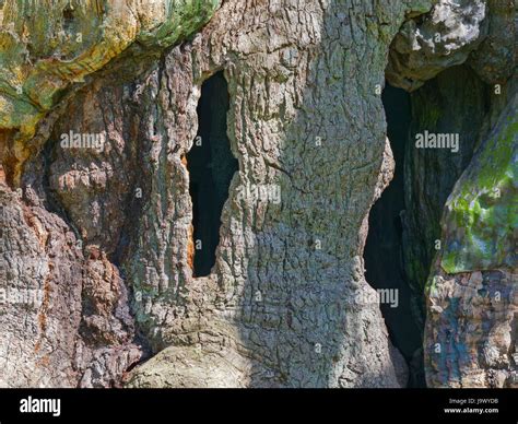 Oak Tree Trunk Hole High Resolution Stock Photography And Images Alamy