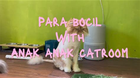 Seru Seruan Bareng Bocil Anak Anak Catroom Catlovers Kucinglucu