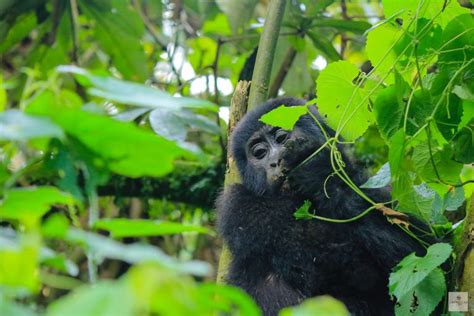 What Do Mountain Gorillas Eat Four Gorillas Lodge