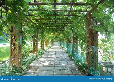 Grape Trellis Stock Image Image Of Trellis Countryside 33861929