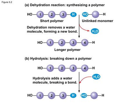 Bio Chapter 5 Macromolecules Ppt