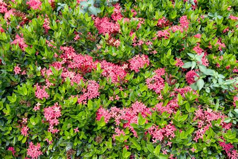 Pink Ixora Coccinea Flower In The Garden Stock Photo At Vecteezy