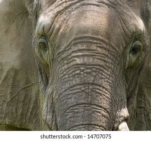 11 Kansas City Zoo Elephant Images, Stock Photos & Vectors | Shutterstock