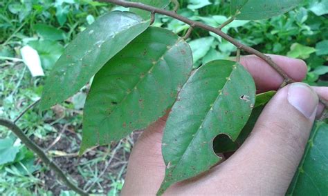 Shorea Ovata Dipterocarpaceae Image At Phytoimages Siu Edu