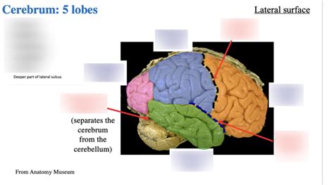 8 - cerebrum lobes Diagram | Quizlet