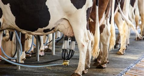 Dairy Chain Makes Further Progress Toward Sustainability Wur