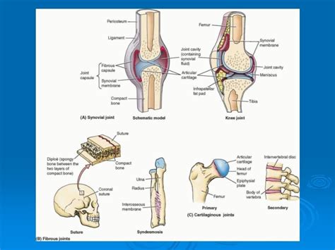 Articulations Of The Spine And Thorax Pages 8