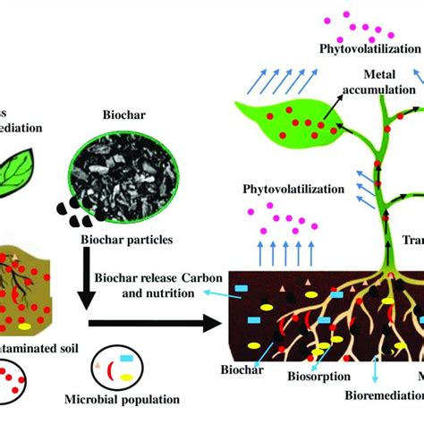 Biochar Fabrication From Various Agricultural Wastes Download