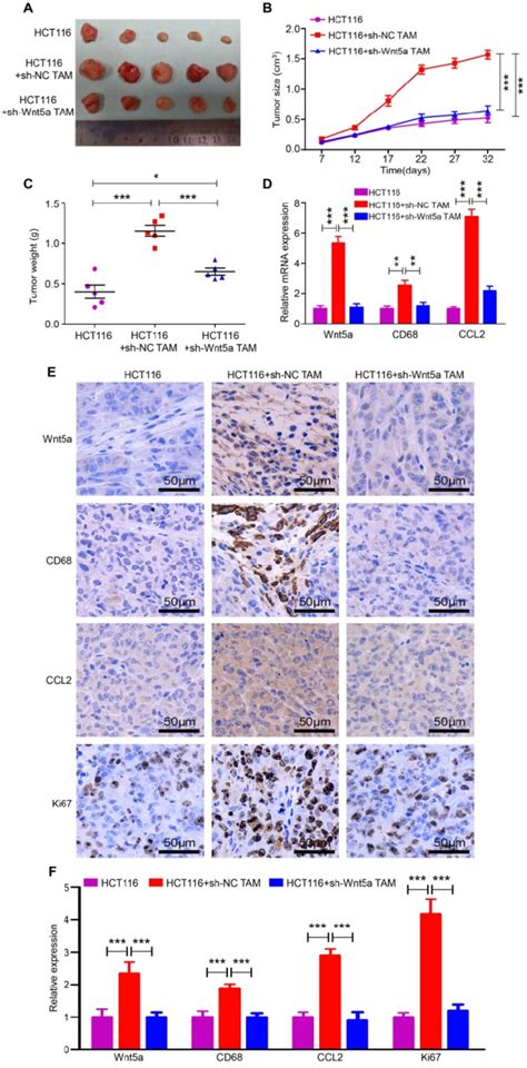 Wnt5a Knockdown Impairs TAM Induced CRC Tumorigenesis In Vivo A The