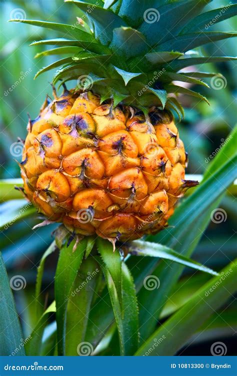 Pineapple plant stock photo. Image of farm, harvesting - 10813300