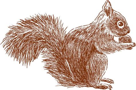 Squirrel with nut. Vector sketch of a forest squirrel , #SPONSORED, # ...