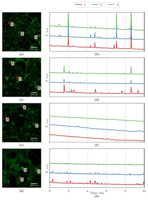 Representative Recordings Of Spontaneous Calcium Activity Of Cells In Download Scientific