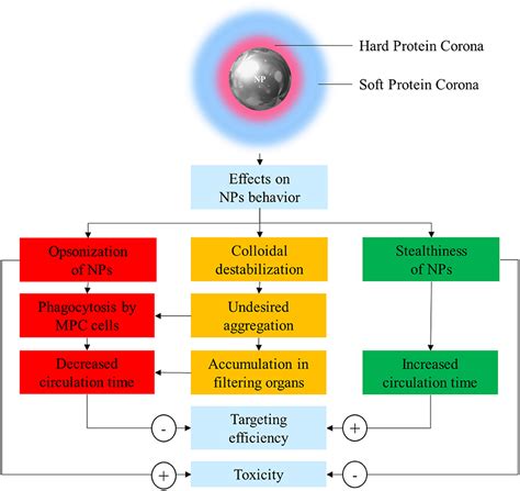 Frontiers Recent Advances In Understanding The Protein Corona Of