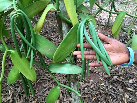 Free Images Nature Leaf Flower Food Green Jungle Ingredient