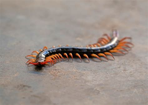 What Kind Of Centipedes Are In Ohio Complete Pest Solutions