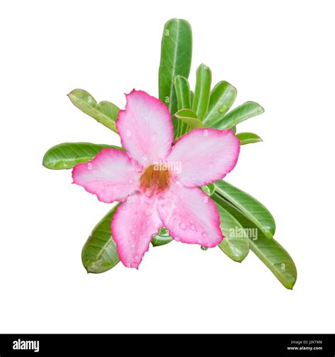 Desert Rose Tropical Flower With Water Drop Isolated On White