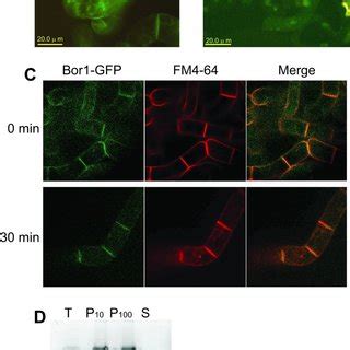 A Fluorescence Pattern Of Rapidly Growing Tobacco Cells Expressing