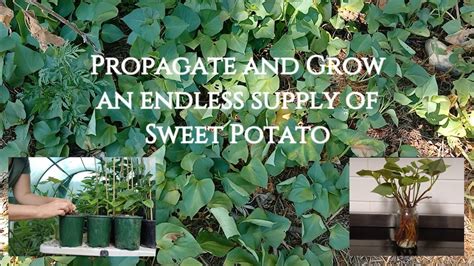 How To Propagate And Grow An Endless Supply Of Sweet Potato Plants From Cuttings And Tubers