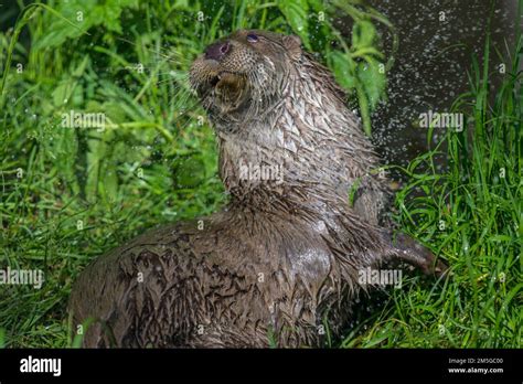 Young Otter Enjoying A Shower Unterwasserreich Schrems Lower Austria