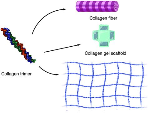 The Collagen Scaffold And The Collagen Fiber That Hold Great Potential