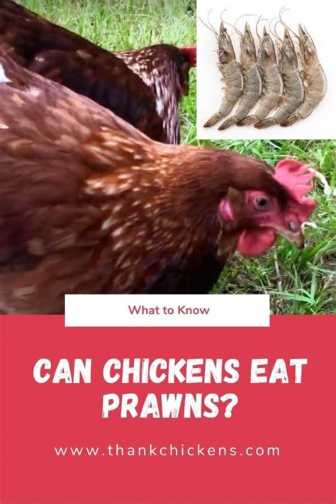 Can Chickens Eat Prawns Thank Chickens