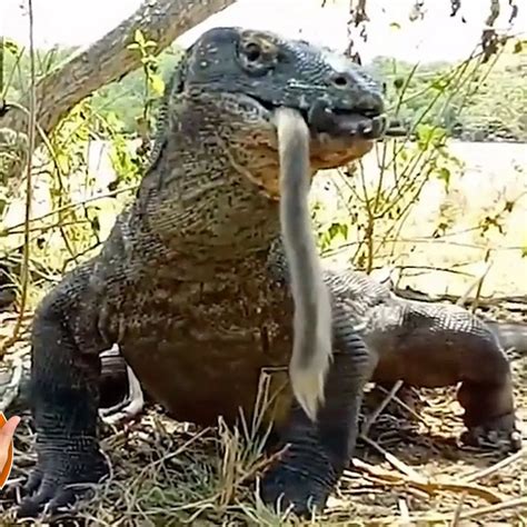 Komodo Dragon Eating A Human