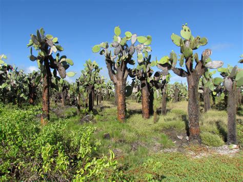 Prickly Pear Cactus Galapagos Conservation Trust