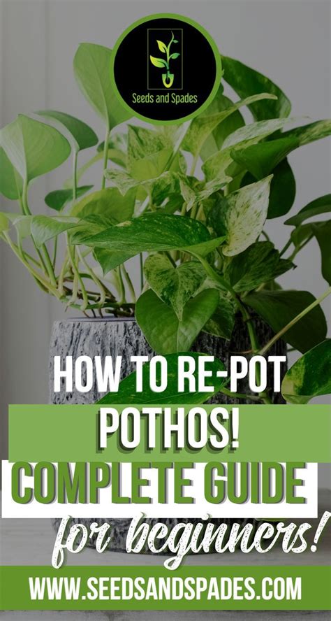 Healthy Roots Happy Pothos Repotting Tutorial