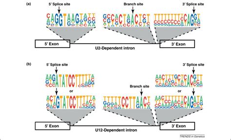 New Connections Between Splicing And Human Disease Trends In Genetics