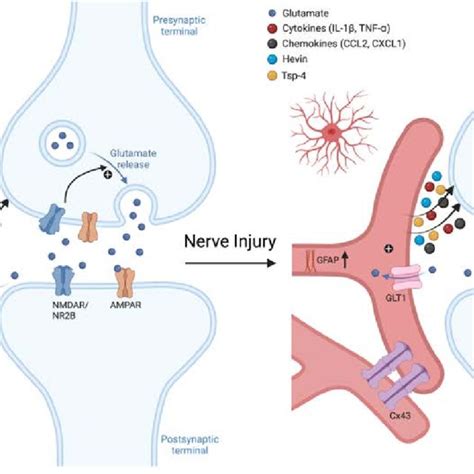 Similar And Distinct Roles Of Sgcs And Astrocytes In Homeostasis And