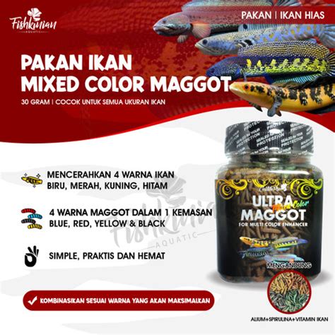 Promo Ultra Mixed Color Maggot Pakan Ikan Hias Predator Channa Louhan