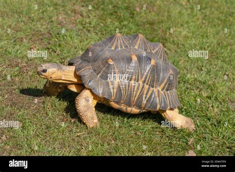 Radiated Tortoise Astrochelys Radiata Profile Side View Head And