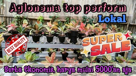 BUNGA AGLONEMA SERBA DISKON SEMUA AGLAONEMA DISINI TOP PERFORM HARGA