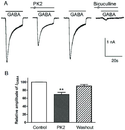 Inhibition Effect Of PK2 On Exogenous GABA Induced Currents In SCN