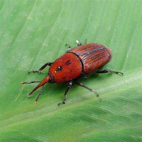 Rhynchophorus Ferrugineus Biosani Agricultura Biol Gica