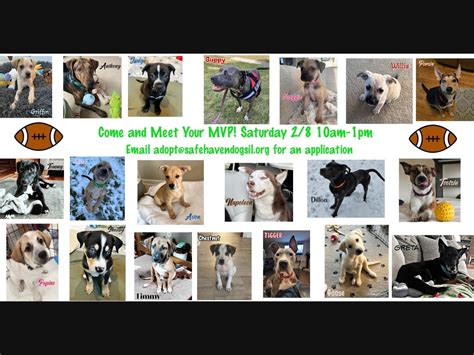 Super Dog And Puppy Adoption Event Naperville Il Patch