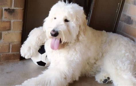 The English Goldendoodle: 5 Things You Didn't Know