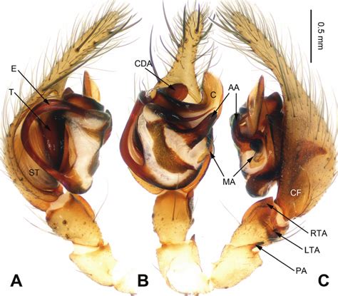 Flexicoelotes Xingwangensis Sp N Holotype Male A Left Palp