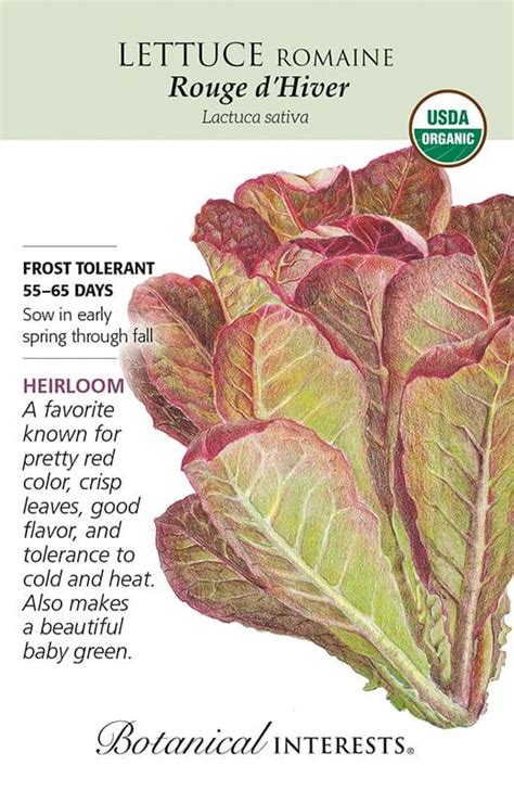 Lettuce Romaine Rouge D Hiver Seeds Gulley Greenhouse