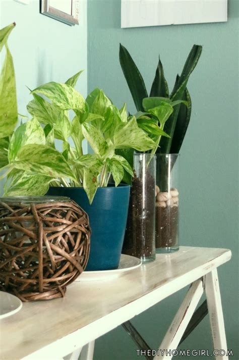 Indoor Plants That Are Almost Impossible To Kill